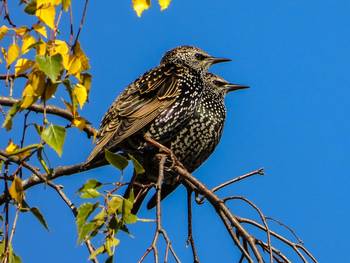 kathy buscher starlings 6566555 1280 pixabay