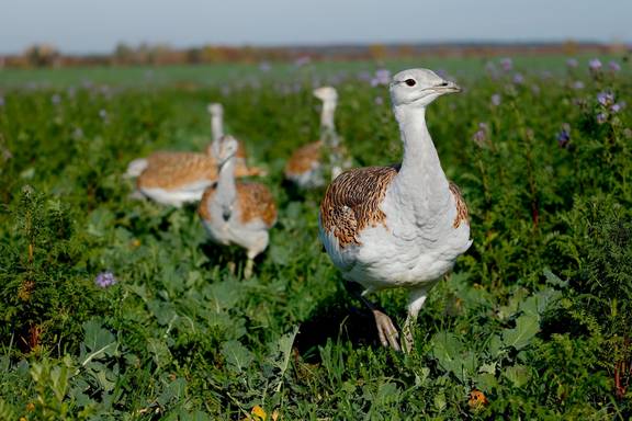 Großtrappe Peter Ibe WEB