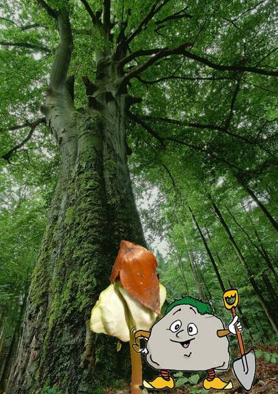 Waldretter - Tage Waldrettertage Naturpark Fläming 09. und 16.11.2024 Facebook